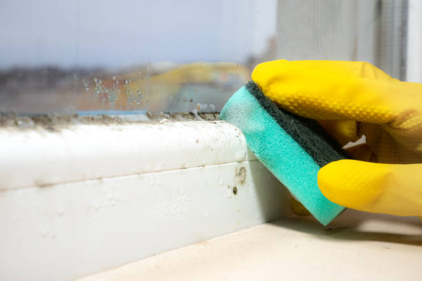 Best Residential Mold Remediation in Brillion, WI